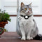 Mini Pet Anti-lost Smart GPS Tracker Key Kids Bag Finder Dog Cat Pet for IOS/ Android Locator Bluetooth Tracker Device Reminder